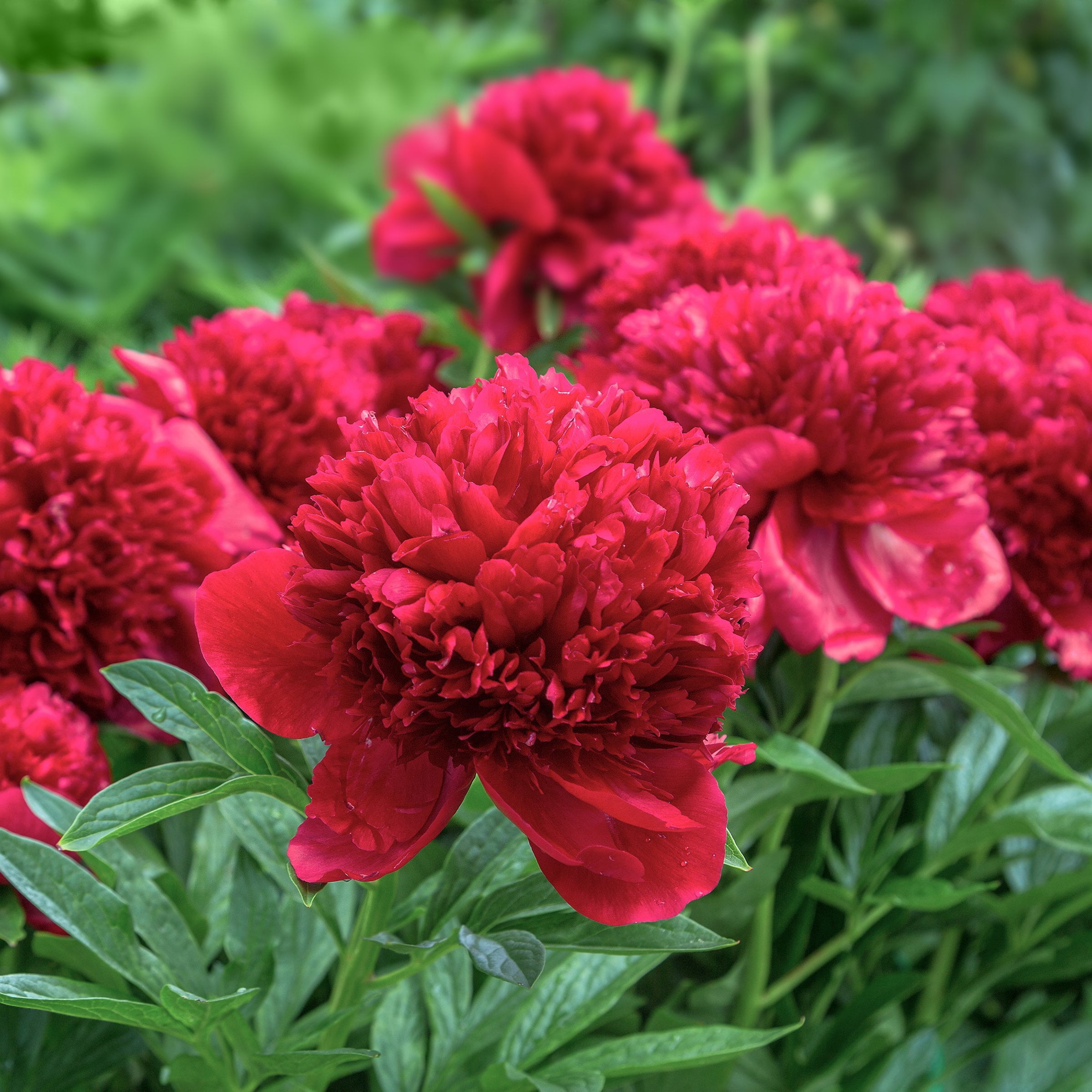 National Plant Network Peony Bulbs Red Blooming (3-Pack)