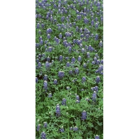 High angle view of plants  Bluebonnets  Austin  Texas  USA Poster Print by  - 12 x