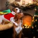 thumbnail image 4 of Ropa navideña para perros, abrigo para perros, disfraz para perros pequeños, disfraz navideño para perros, abrigo con capucha para mascotas de invierno, ropa para perros, ropa para mascotas (XS), 4 of 4