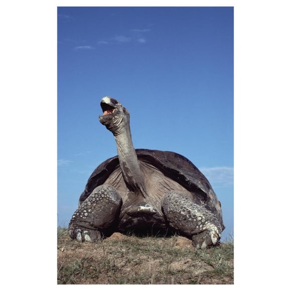 Galapagos Giant Tortoise yawning, Alcedo Volcano, Galapagos Islands, Ecuador-Paper Art-30.16"x46"