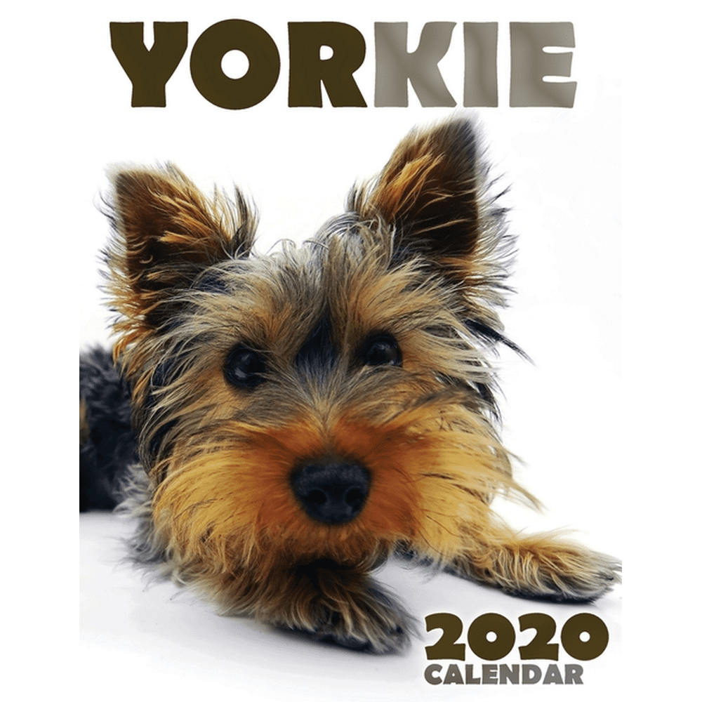 Yorkie 2020 Calendar (Paperback)