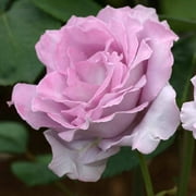 Heirloom Roses - Blue Moon® Hybrid Tea Rose Bush