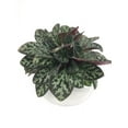 thumbnail image 4 of Frosted Jade Asian Violet - Primulina pseudoyungfuensis - 2.5" Pot - House Plant, 4 of 4