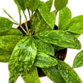 thumbnail image 5 of Hoya Rangsan, 6 inch Latifolia, Pink Flower Vining Wax Plant, 5 of 8