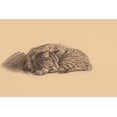 thumbnail image 1 of Cat, curled up-Fine Art Canvas Print (20" x 30"), 1 of 1