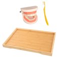 thumbnail image 1 of OULII 1 Set Children Cartoon Brush Tooth Model Toy Light Brown for Early Education, 1 of 8