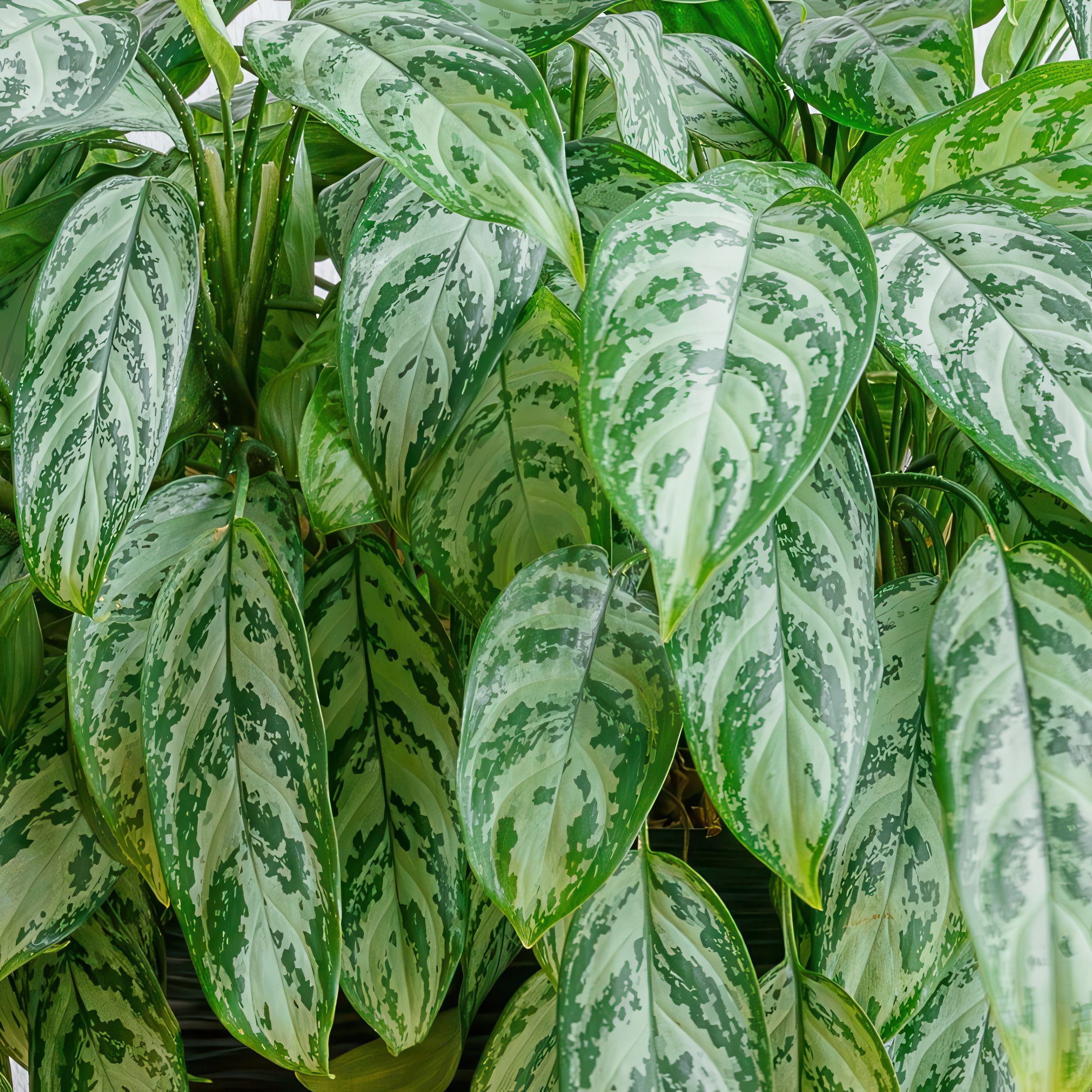 6 in. Aglaonema Maria Emerald Beauty Plant in Grower Container
