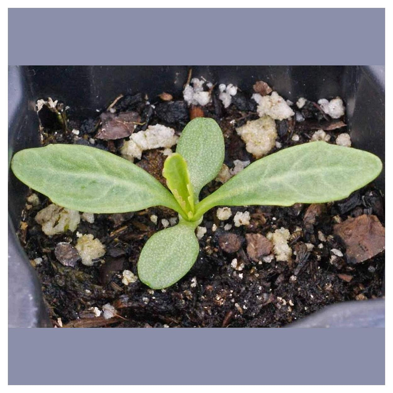 Everwilde Farms - 1 lb Alaska Shasta Daisy Garden Flower Seeds - Gold Vault Bulk Seed Packet