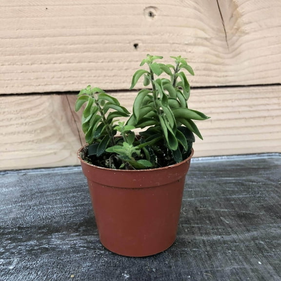 Aeschynanthus Lipstick Twister, 2" Plant, The Plant Farm