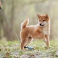 thumbnail image 3 of Dog Urine Collector Dog Urine Collection Pack, Include Telescopic Dog Urine Sample Catcher, Urine Sample Cups, Pipettes,1 set * Dog Cat Urine Collector, 3 of 7