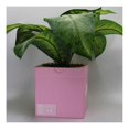thumbnail image 4 of Sneakers Box Planter Pot 3D Printed - Pink Lighter Sneakers Box Decor- Plant Pot for Indoor Plants- Unique planter for indoor with Drainage hole - MADE IN USA, 4 of 4