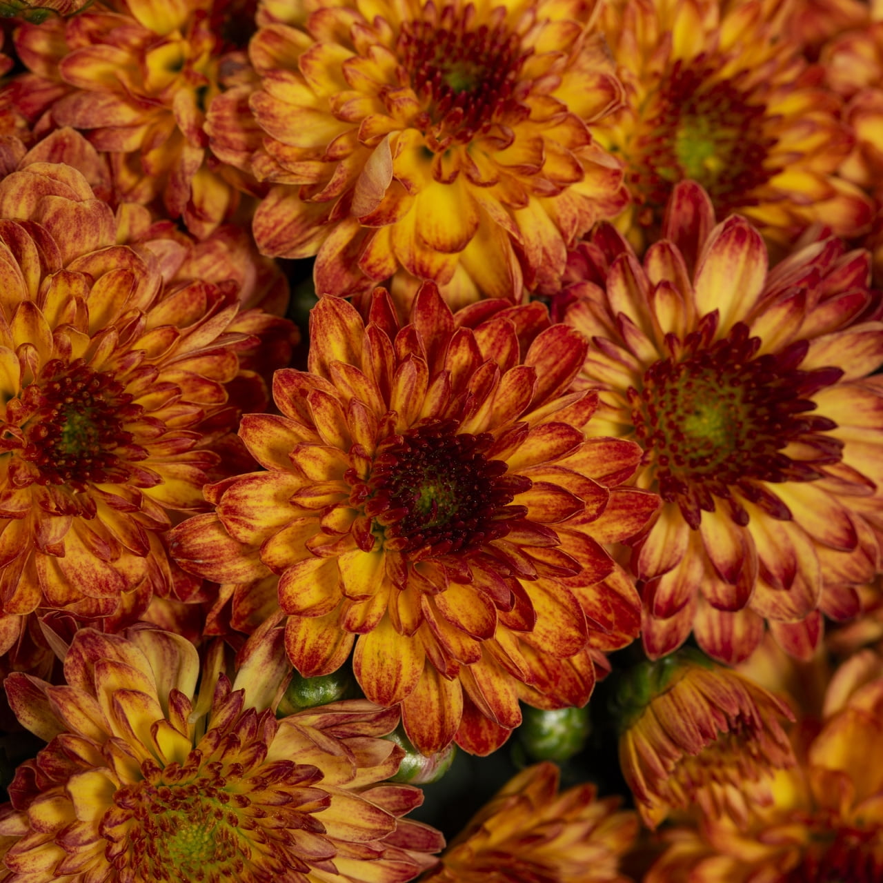 Better Homes & Gardens 1.5G Red & Yellow Bi-Color Garden Mum Live Plant in Hanging Basket