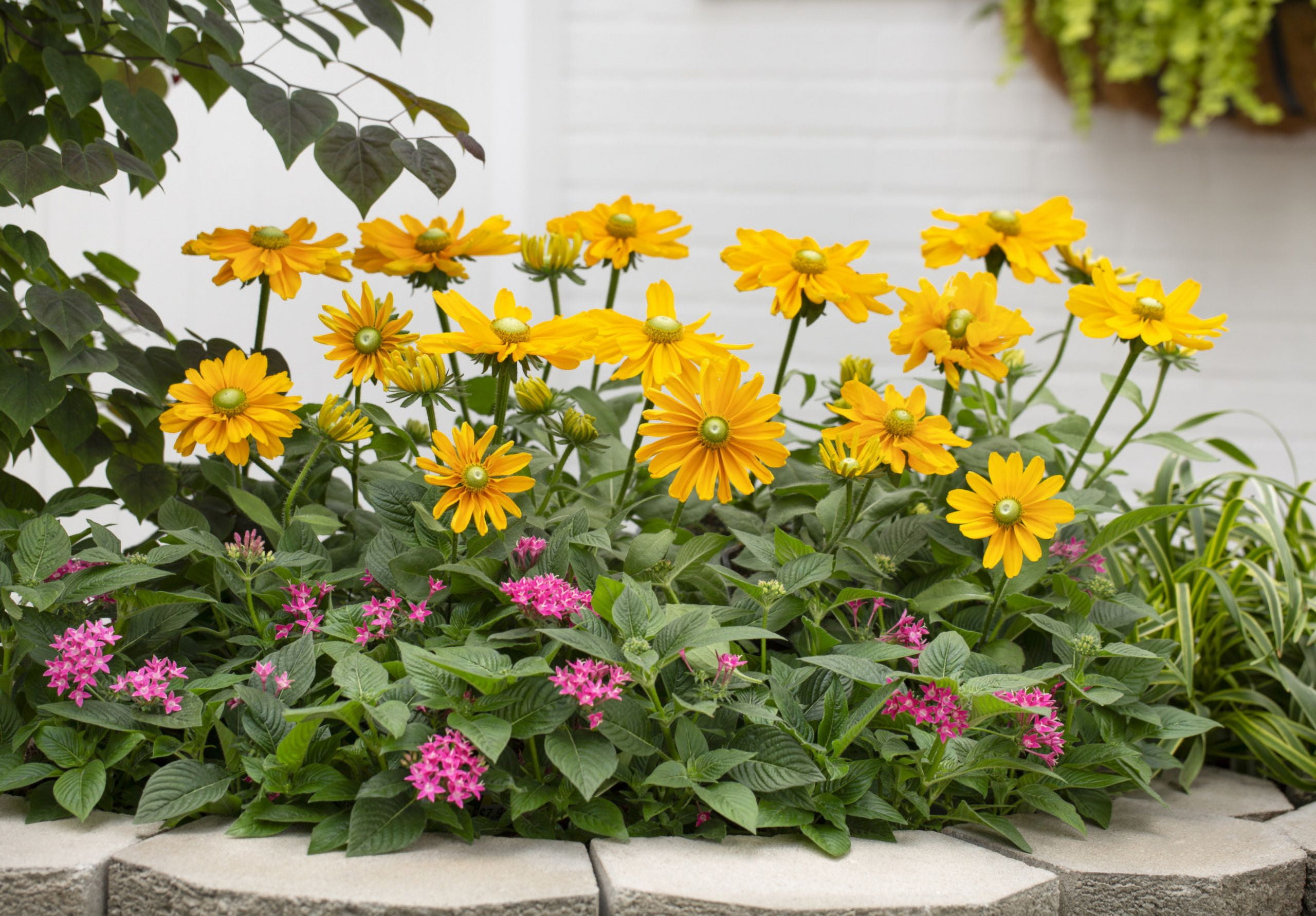 Expert Gardener Yellow Rudbeckia Live Perennial Plant, 2QT Grower Pot, Full Sun, 3-Pack