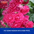 thumbnail image 6 of BioAdvanced 2-in-1 Systemic Rose & Flower Care, Granules, 5-Pounds, 6 of 6