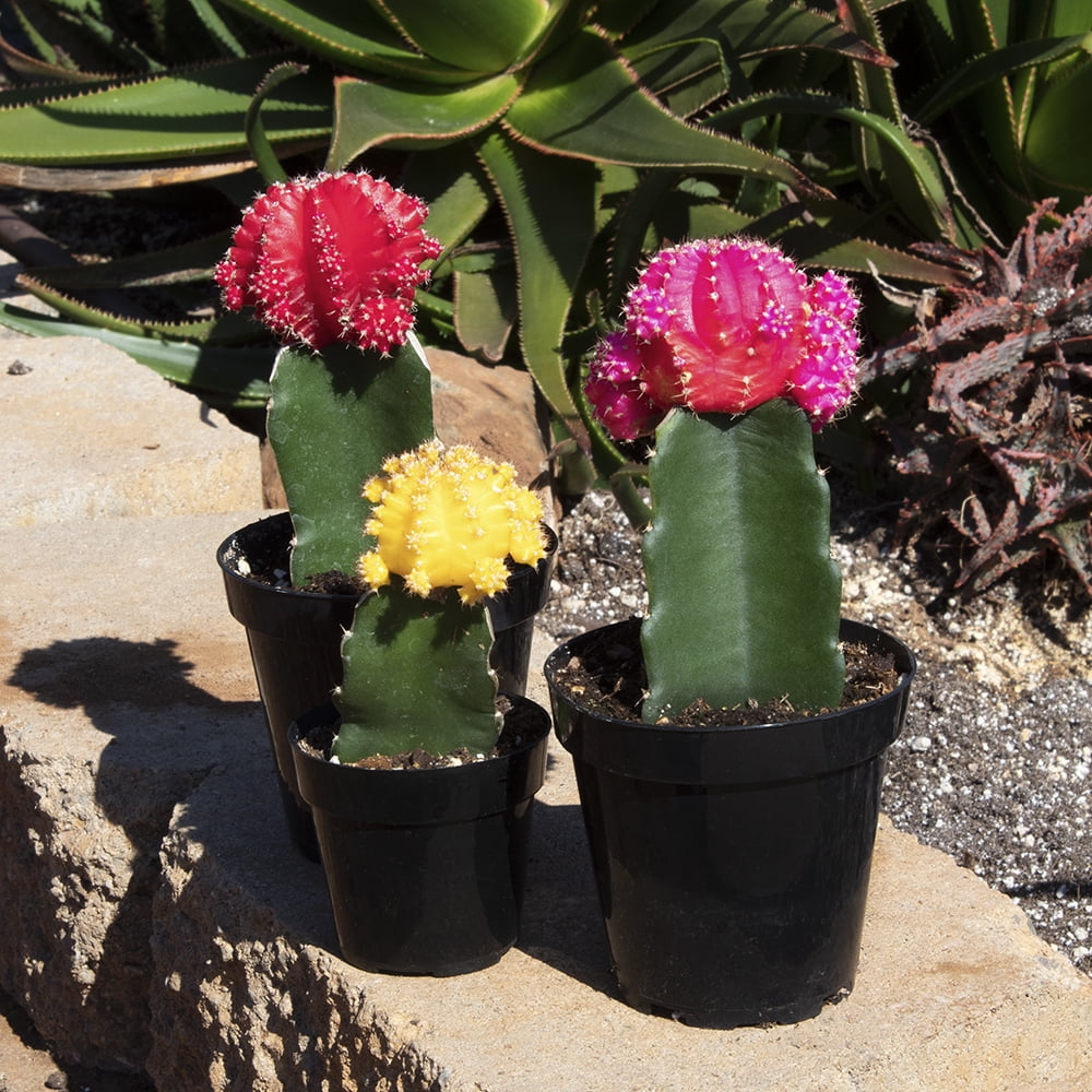 Element by Altman Plants Multicolor Grafted Cactus Succulent, Live Indoor House Plant with Grower Pots, 2.5 inch, Pack of 4