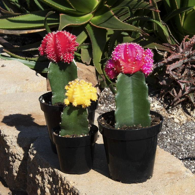 Grafted Pink Cactus Plant 