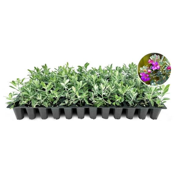 Texas Sage  40 Live Plants  Leucophyllum frutescens  Drought-Tolerant Shrub for Landscaping  Hardy Evergreen with Silver Foliage and Purple Blooms