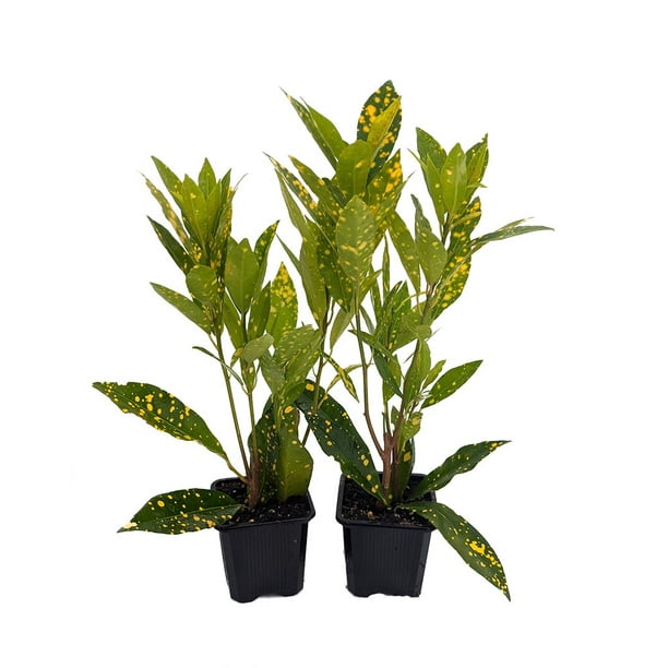 Gold Dust Croton 2 Pack 3" Pots Colorful House Plant Easy to Grow