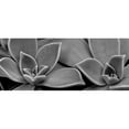 thumbnail image 3 of Phillip, Jamie 14x8 Black Modern Framed Museum Art Print Titled - Succulent 1, 3 of 5