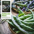 thumbnail image 6 of 3 Packs Rattlesnake Bean Seeds - Non-GMO Heirloom Full Sun Annual Vegetable, 6 of 6