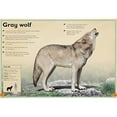 thumbnail image 3 of The Magnificent Book of Animals, 3 of 4