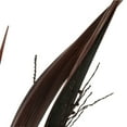 thumbnail image 5 of Vickerman 36" Dark Brown Bahia Spears Seeded, 9 stems, Dried, 5 of 5