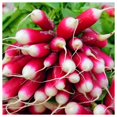 thumbnail image 3 of Everwilde Farms - 250 Organic French Breakfast Radish Seeds - Gold Vault Jumbo Bulk Seed Packet, 3 of 5