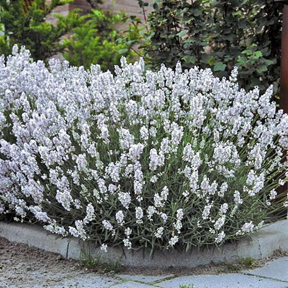 Ellagance Snow/Ice Lavender Lavandula 4 Plants 2.5" Pots