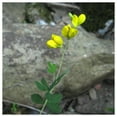 thumbnail image 2 of Everwilde Farms - 1 lb Small Yellow Wild Indigo Native Wildflower Seeds - Gold Vault Bulk Seed Packet, 2 of 2