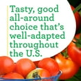 thumbnail image 5 of Bonnie Plants Celebrity Tomato Live Plants, Disease Resistant, 5 of 10