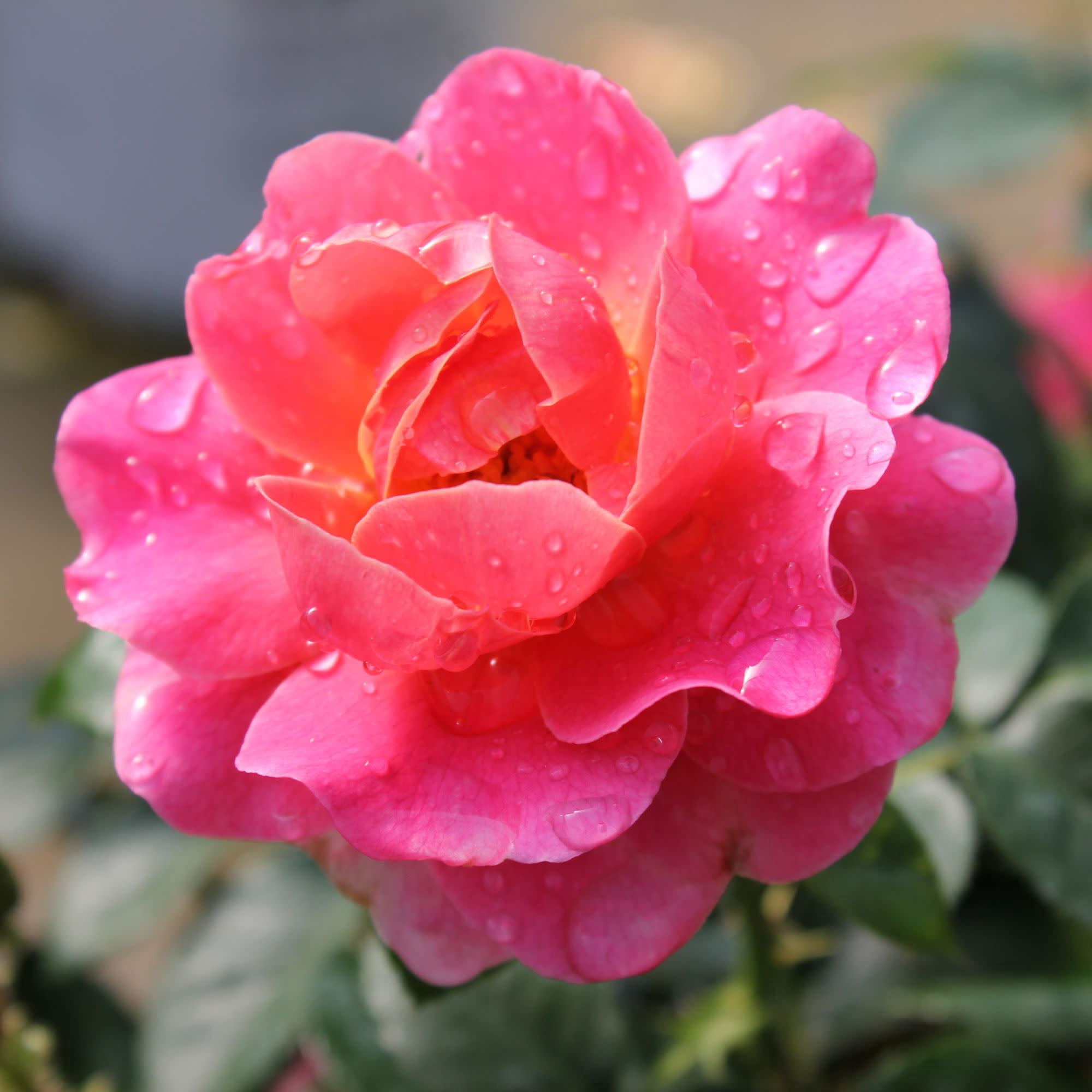 Proven Winners ColorChoice 5" Pink Oso Easy Mango Salsa Rose Live Plant in 4.5" Pot (4 Count)