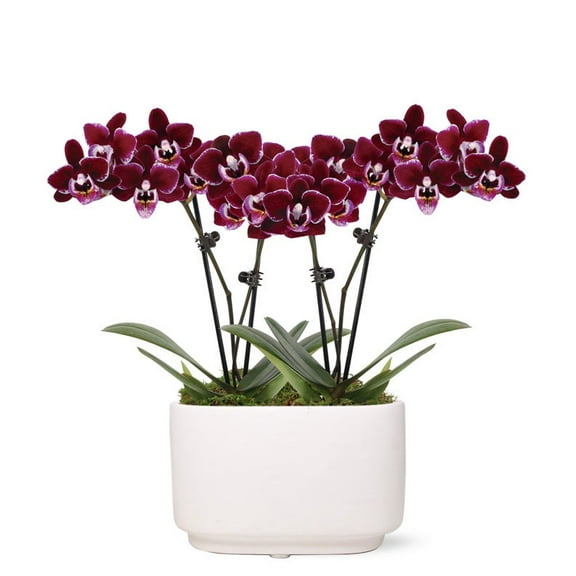 From You Flowers - Perfect Plum Mini Orchids for Birthday, Anniversary, Get Well, Congratulations, Thank You, All Occasions