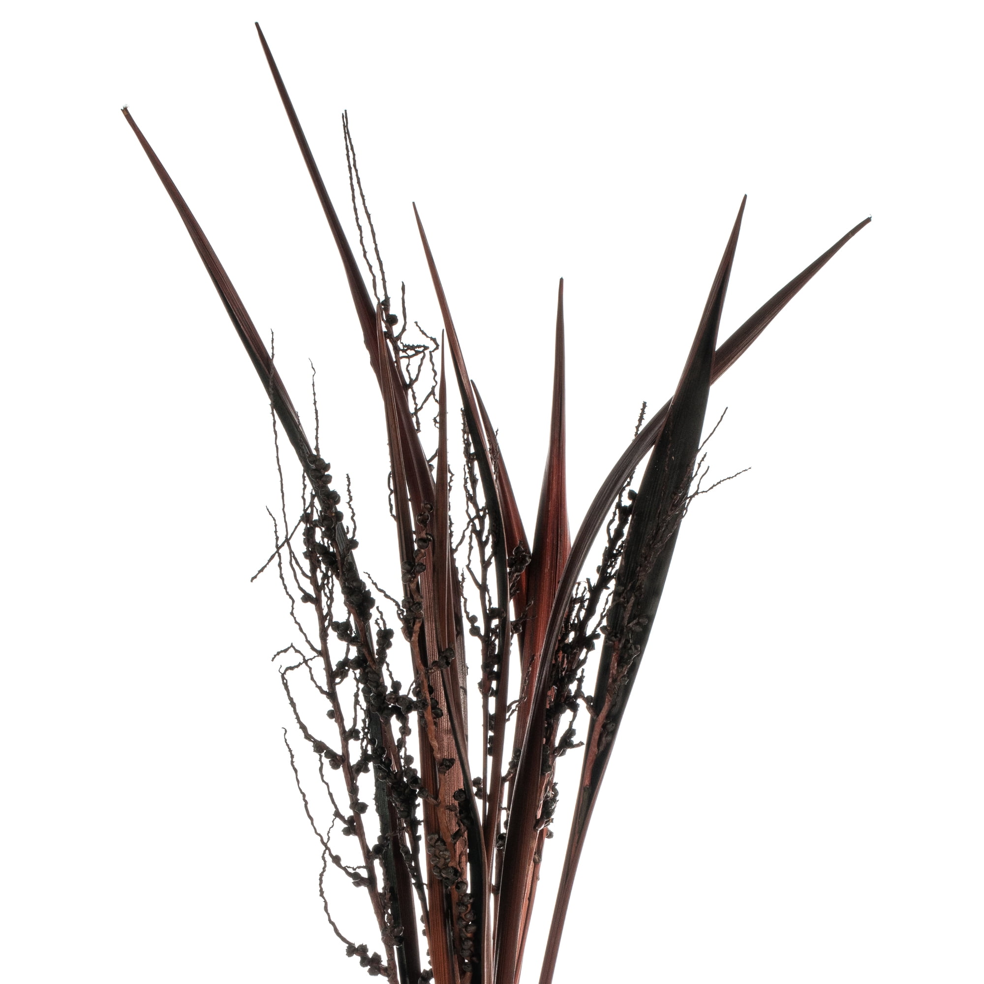 Vickerman 36" Dark Brown Bahia Spears Seeded, 9 stems, Dried