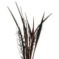 thumbnail image 2 of Vickerman 36" Dark Brown Bahia Spears Seeded, 9 stems, Dried, 2 of 5