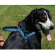 thumbnail image 2 of Arnés Norwegian Kong negro para perros pequeños, color negro, collar negro, talla S, 2 of 4