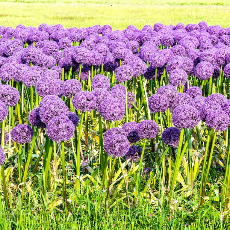 ［新品］SLOTHREAT Allium 新品］SLOTHREAT Allium Longfield Gardens Allium Perennial