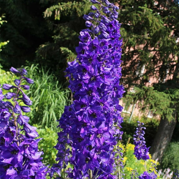 Magic Fountains Delphinium Dark Blue w/Dark Bee ~50 Seeds – Delphinium elatum – Compact 24–36" Perennial – 2nd-Year Blooms – Non-GMO Flower Seeds for Cut Gardens