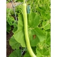 thumbnail image 3 of TomorrowSeeds - Cucuzza Squash Seeds - 10+ Count - For 2026 Planting Lagenaria siceraria Cucuzzi, 3 of 11
