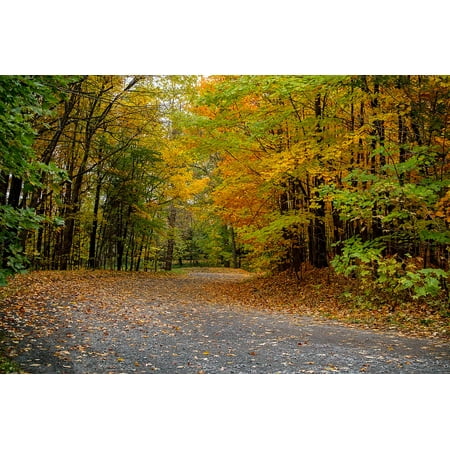 canvas print forest colorful trees autumn canada colors fall stretched canvas 10 x