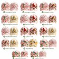 thumbnail image 2 of Limited Edition 2026 Garden Morning Baseball Cap, Adjustable Cotton Floral Hummingbird Butterfly Printed Breathable Hat for Women Men Casual Outdoor,2PCS, 2 of 6