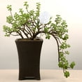 thumbnail image 4 of Self Watering Spike Creative Glass Drip Irrigation Plant Waterer Plant Spike, 4 of 6