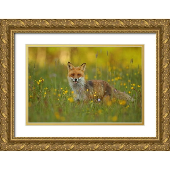 Gavra, Assaf 18x13 Gold Ornate Wood Framed with Double Matting Museum Art Print Titled - Red Fox