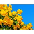 thumbnail image 4 of 10 TECOMA STANS (Yellow Trumpetbush / Yellow Bells / Yellow Elder / Esperanza) Flower Shrub Bush Seeds, 4 of 10