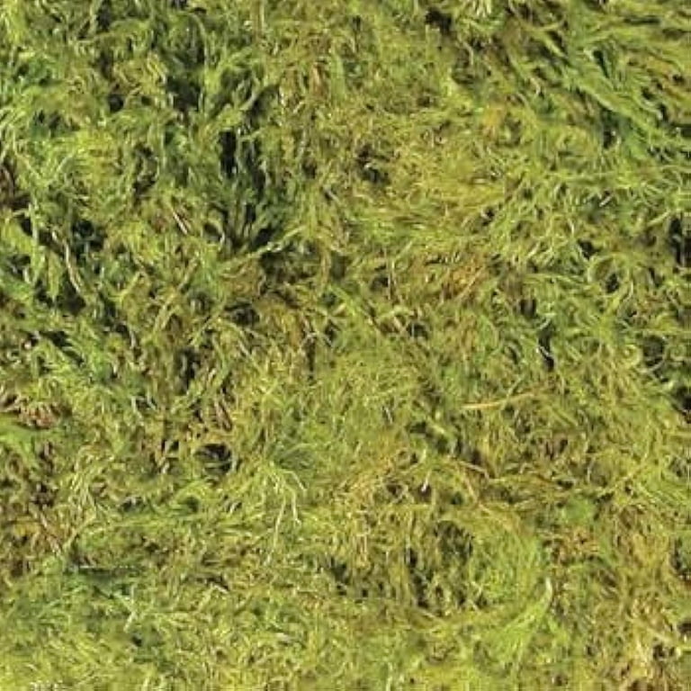 Zoo Med Frog Moss, 80 cu/in, All Natural Reptile & Amphibian