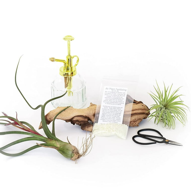 bamboo palm toxic to cats Cat Palm