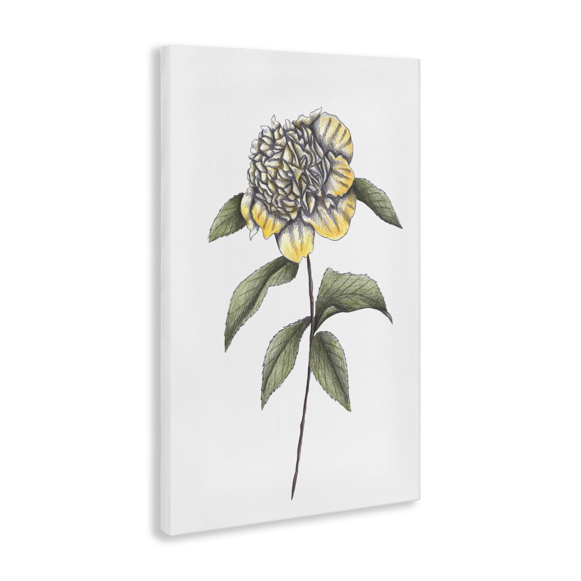 Camellia Flower Illustration Canvas Wall Art, design by Cecilia Battaini