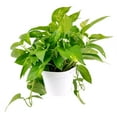 thumbnail image 1 of Golden Pothos (8"+ Plastic Pot) - Trailing Air-purifying Easy Care Houseplant for Home and Office Decoration, 1 of 5