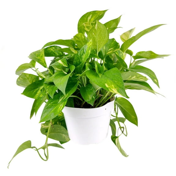 Golden Pothos (6"  Grower Pot) - Trailing Air-purifying Easy Care Houseplant for Home and Office Decoration