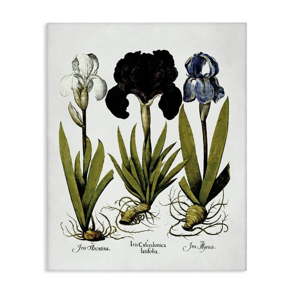 Stupell Industries Vintage Iris Flowers Botanical & Floral Painting Gallery Wrapped Canvas Art Print Wall Art, 16 x 20