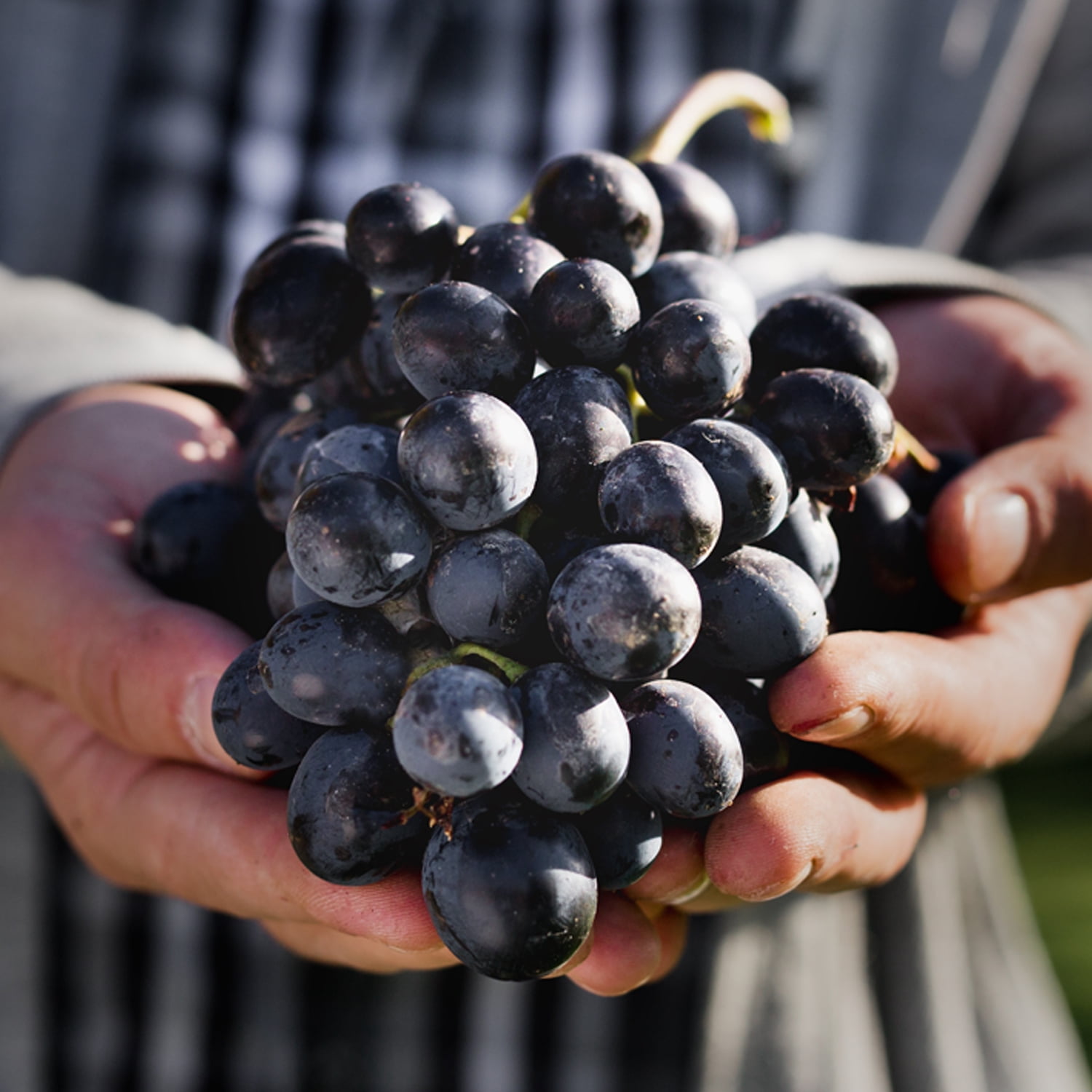 Van Zyverden Premium Grafted Bareroot Seeded Grape Vine Zinfandel Set of 1 Plant White Full Sun Perennial Fruiting 1 lb